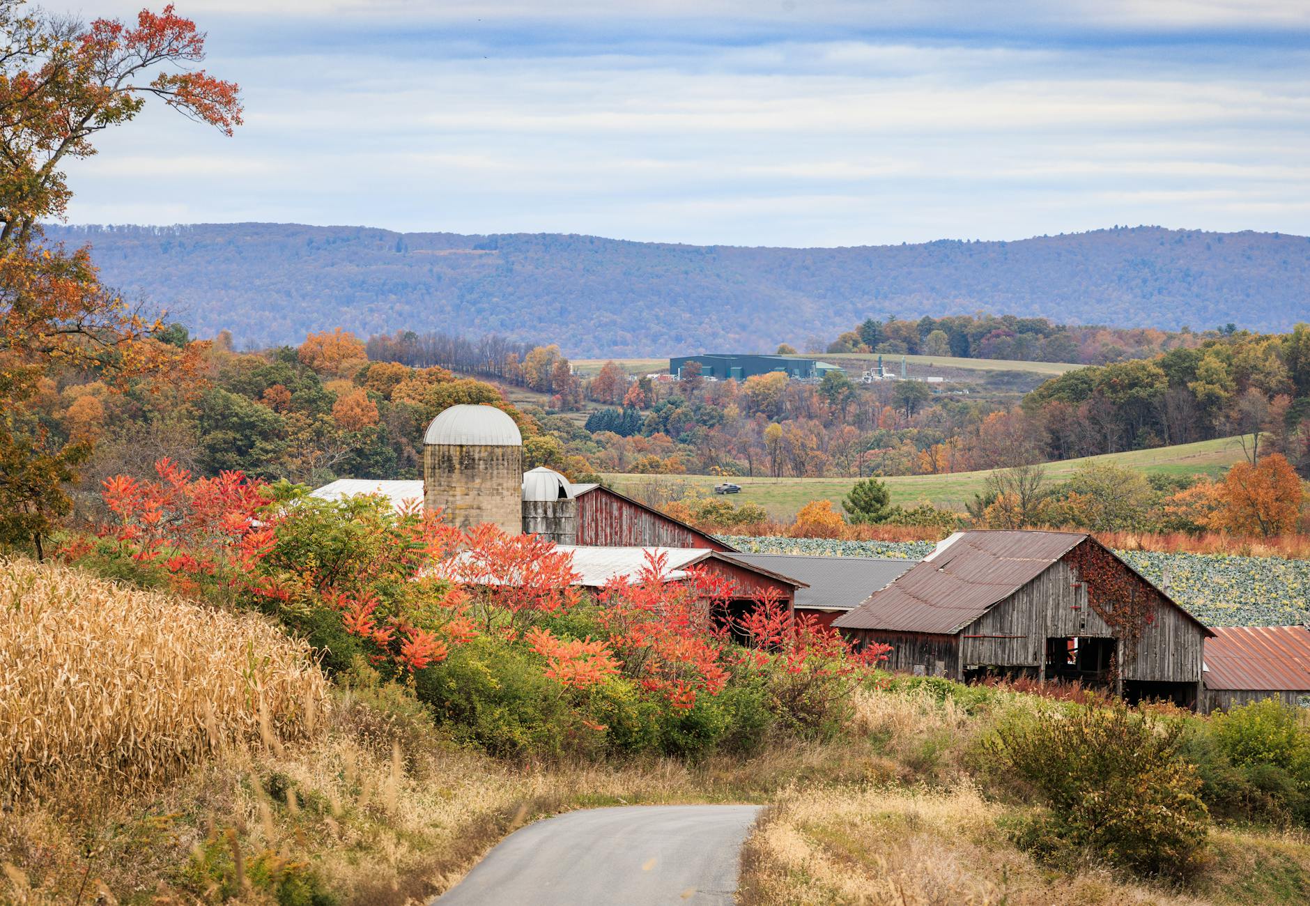 Autumn view of a scenic farm with red barns, fields, and colorful foliage in Williamsport, PA.