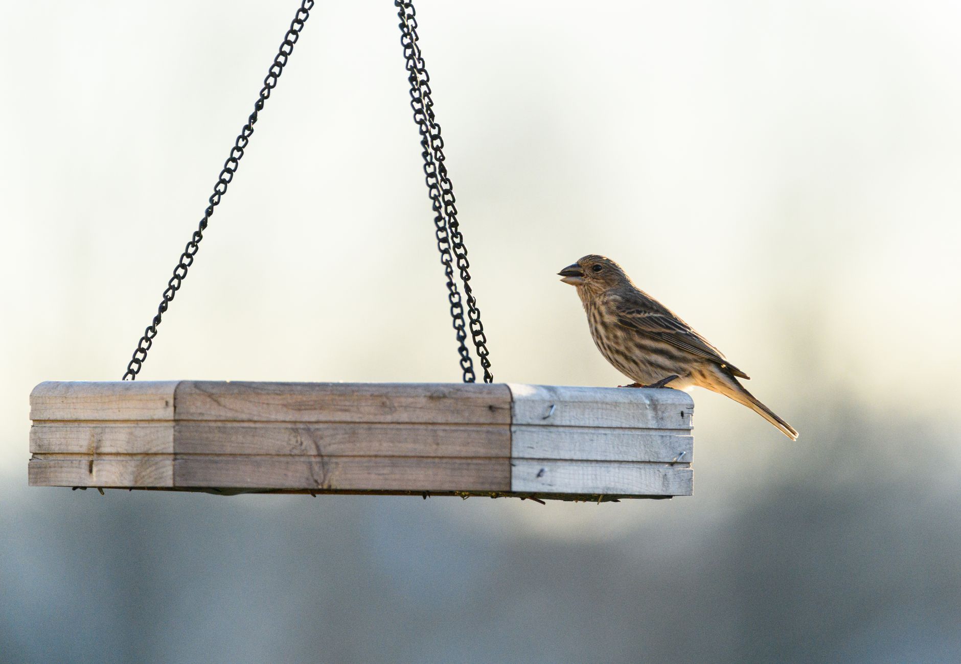 A house finch perches on a wooden bird feeder on a bright day in Canonsburg, Pennsylvania.