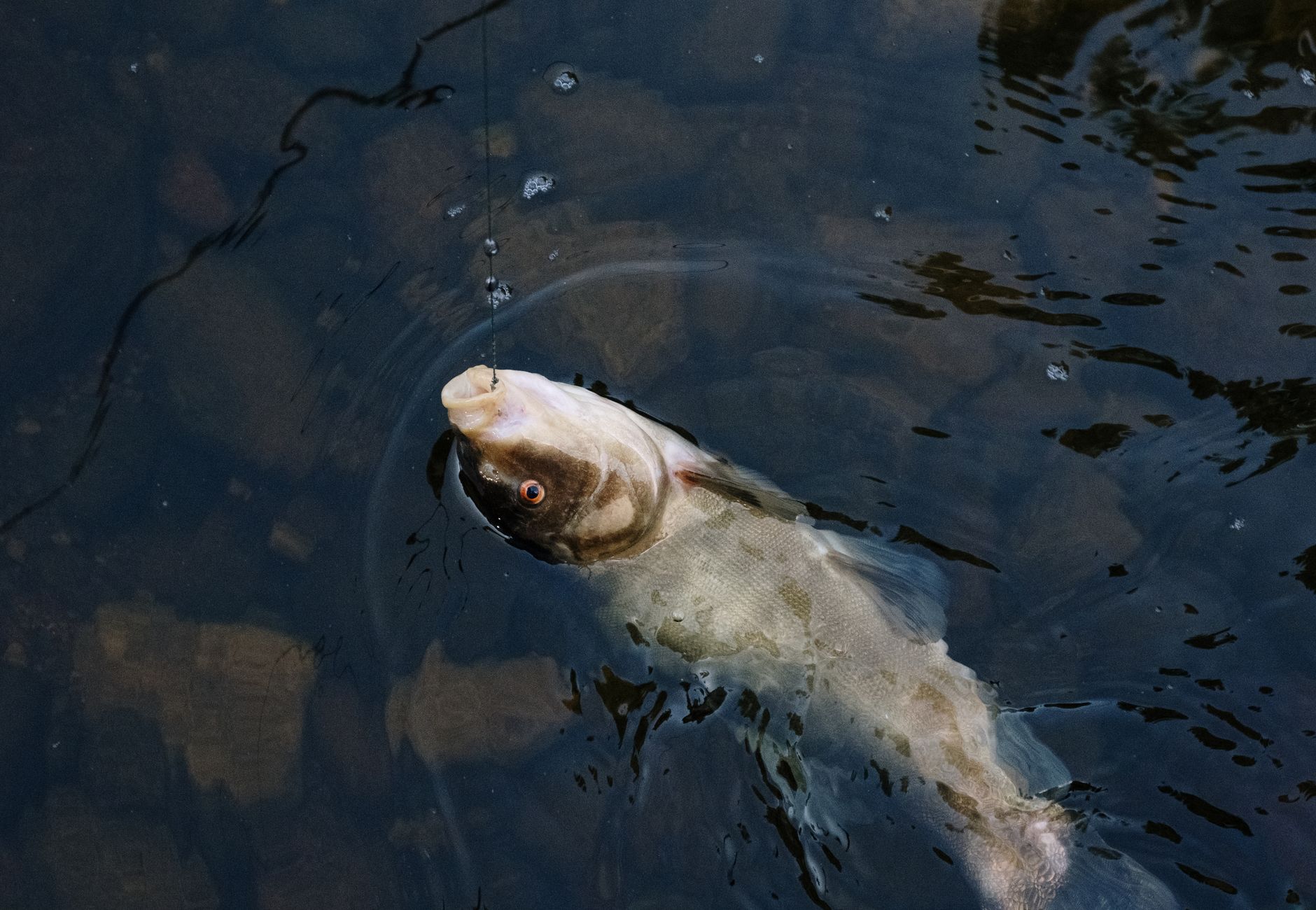 A live fish caught on a line breaks the water's surface in a calm lake setting.