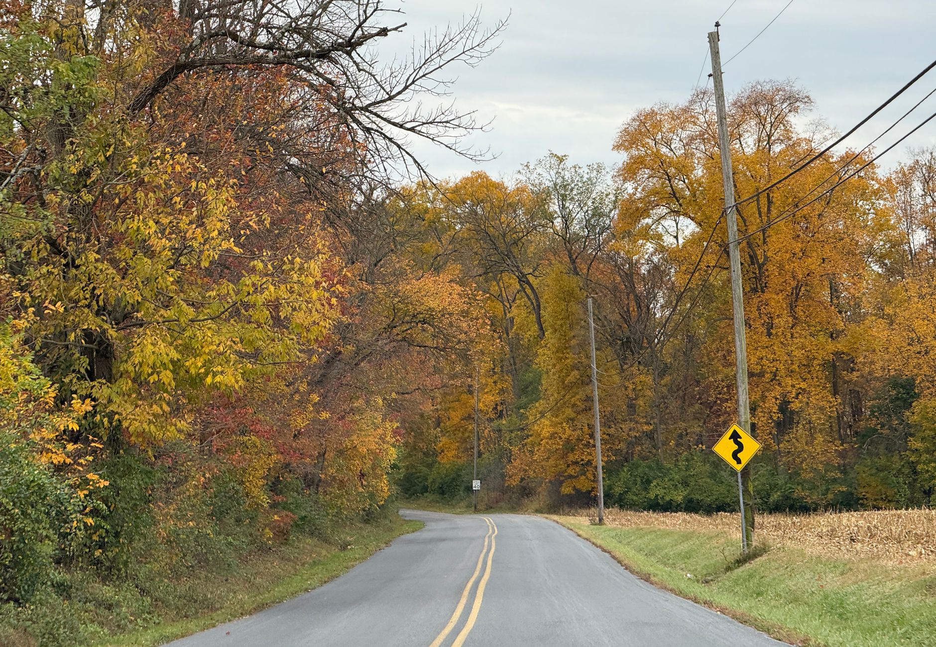 Winding road through vibrant fall foliage in rural Pennsylvania, showcasing a tranquil autumn landscape.