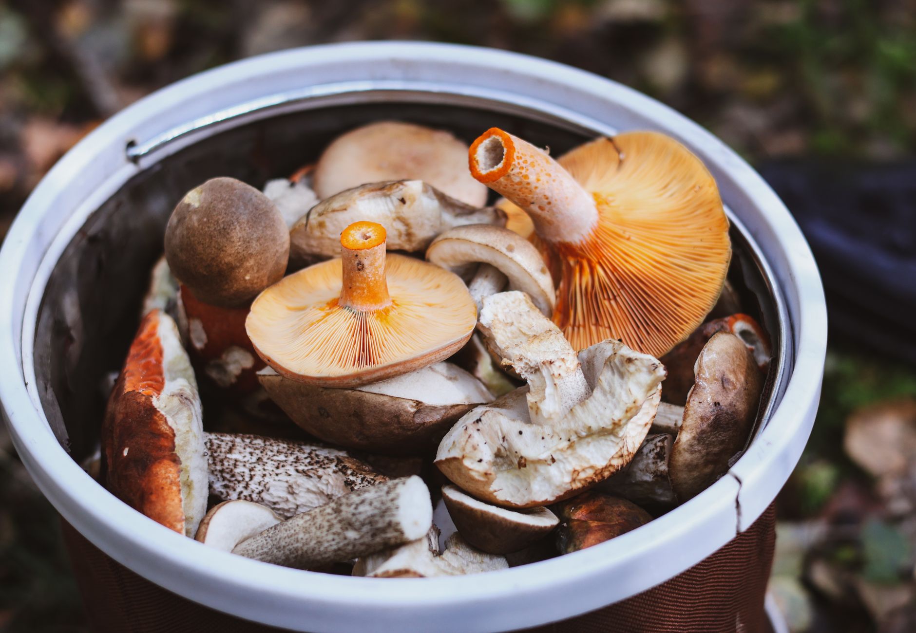 A basket filled with various freshly foraged wild mushrooms, showcasing different types and textures.