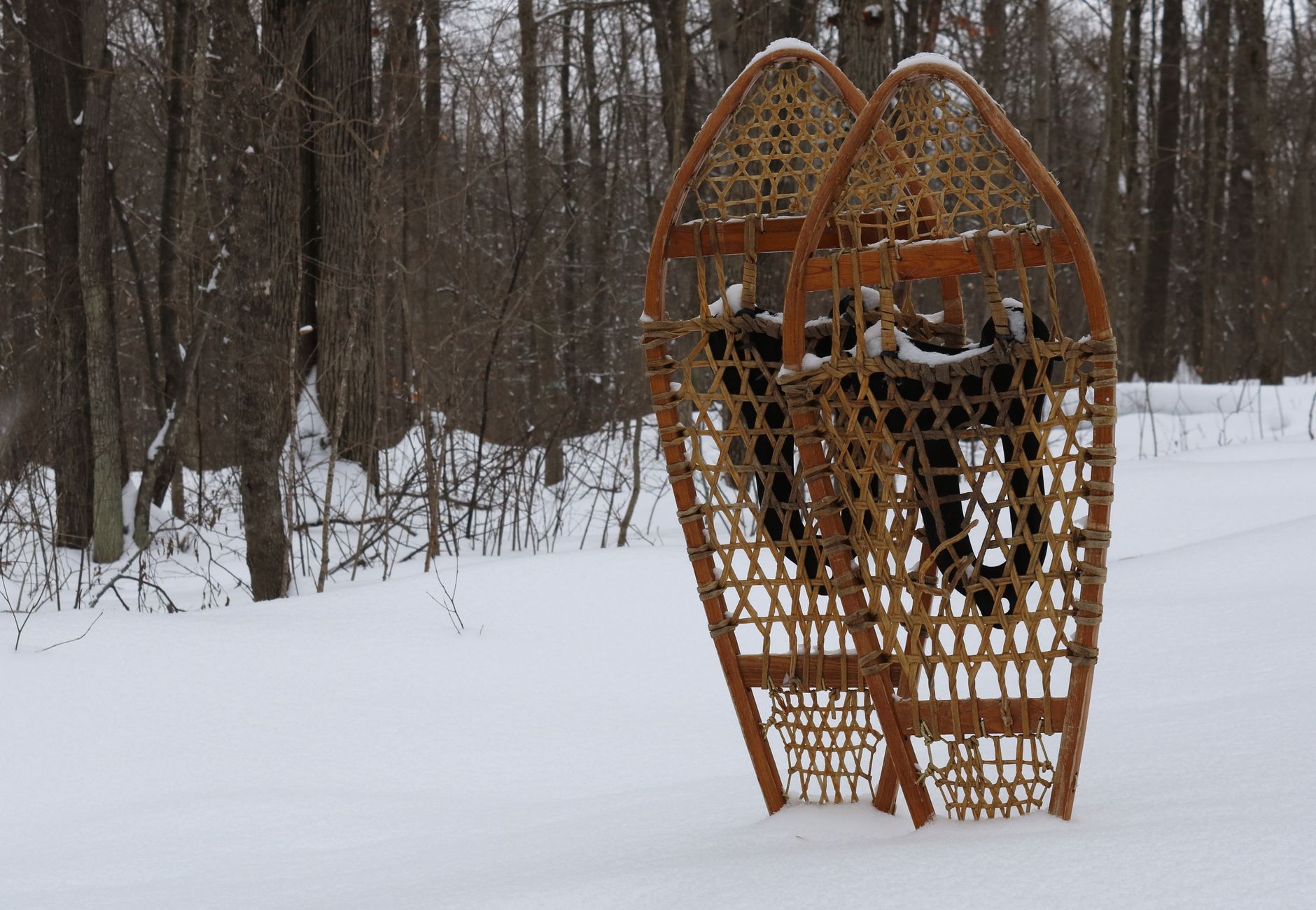 Pair of classic wooden snowshoes standing in a snowy forest during wintertime.