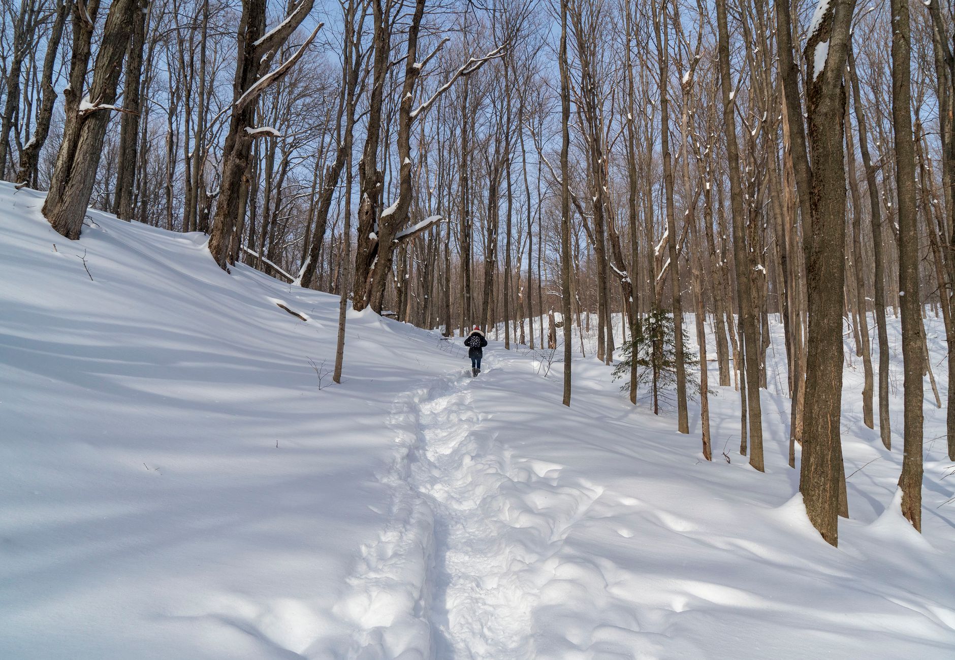A serene winter scene with a lone hiker on a snow-covered forest path, surrounded by tall trees.